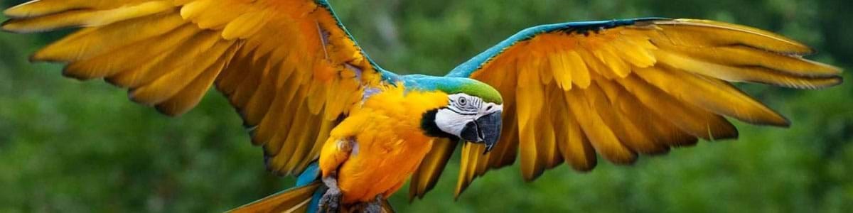 Amazon Makew bird